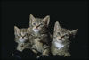 Три серых котенка