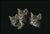 Три серых котенка