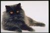 Персидский кот или кошка